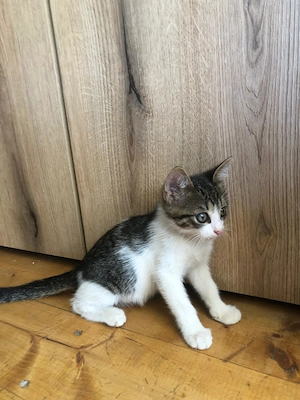 Pisicuti spre adoptie Crevedia Buftea, langa Bucuresti, ii putem aduce si acasa - imagine 6