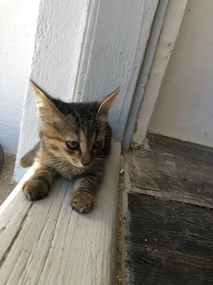 Pisicuti spre adoptie Crevedia Buftea, langa Bucuresti, ii putem aduce si acasa - imagine 5