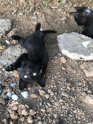Pisicuti spre adoptie Crevedia Buftea, langa Bucuresti, ii putem aduce si acasa