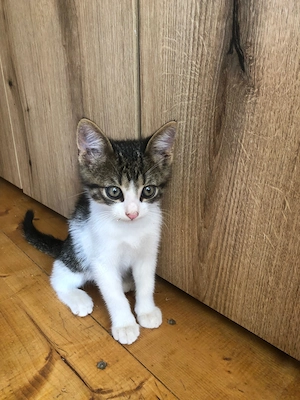 Pisicuti spre adoptie Crevedia Buftea, langa Bucuresti, ii putem aduce si acasa - imagine 4