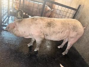 Duroc  Landrace Pur