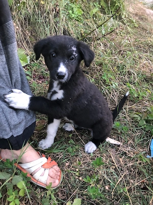 Cinci cateluse abandonate au nevoie de un stapan bun
