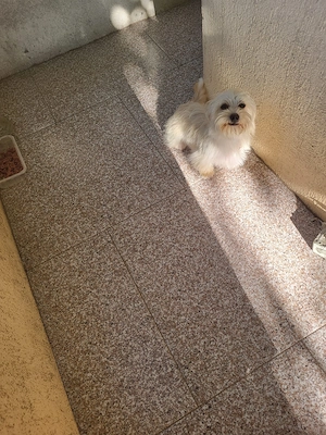 Vând pui de cățel - yorkshire alb cairn terrier - femelă, 6 luni, vaccinată - imagine 3