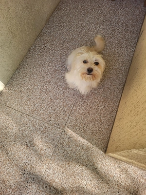 Vând pui de cățel - yorkshire alb cairn terrier - femelă, 6 luni, vaccinată - imagine 4