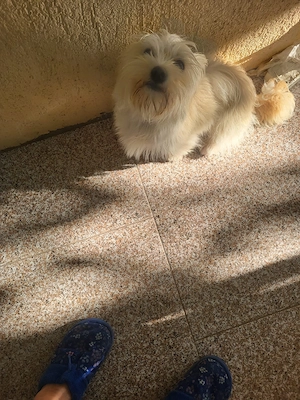 Vând pui de cățel - yorkshire alb cairn terrier - femelă, 6 luni, vaccinată - imagine 5