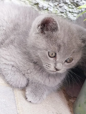 vând pui british shorthair  - imagine 3