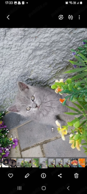 vând pui british shorthair  - imagine 5