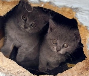 vând pui british shorthair  - imagine 2