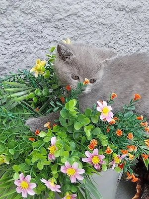 vând pui british shorthair  - imagine 4