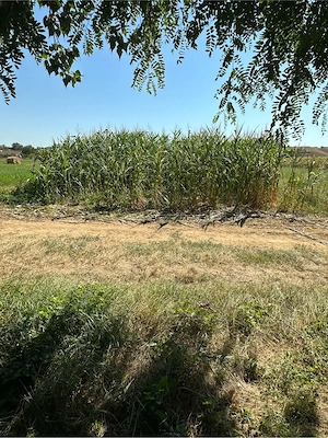 Teren de vanzare