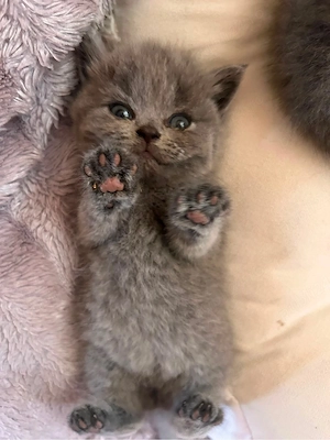 Pisici British Shorthair - imagine 3