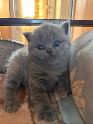 Pisici British Shorthair - imagine 2