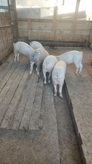 Purcei landras cu duroc