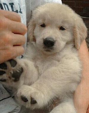 Golden Retriever 