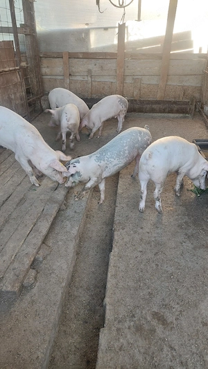 Purcei landras cu duroc