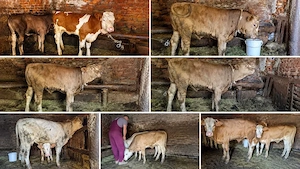 De vânzare viței, tauri, bovine și oi sănătoase! (Pelișor, Sibiu)