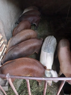Porci mangalita- marele alb  - imagine 2