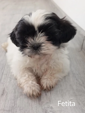 Fetita rasa shih tzu