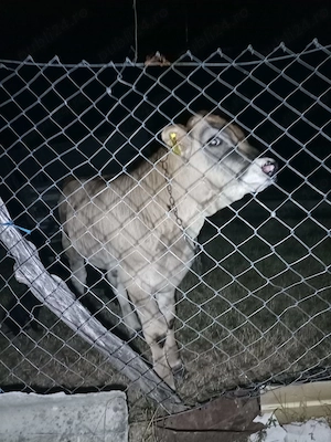 Vand sau ofer un tauras in varsta de 3 luni la schimb cu alte animale