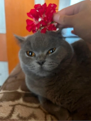 Pisica British Shorthair 