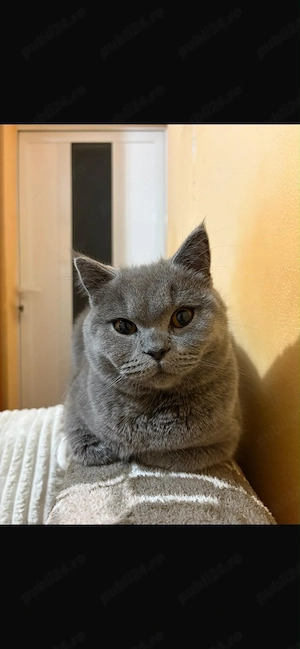 Pisica British Shorthair  - imagine 2