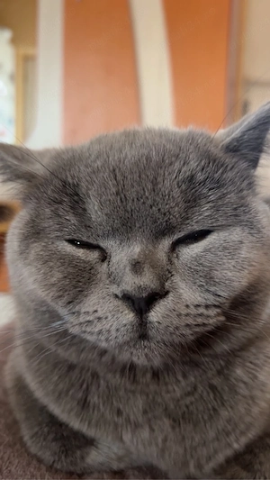 Pisica British Shorthair  - imagine 3