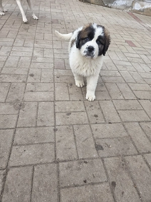 Puiuți Saint Bernard jucăuși și iubitori - imagine 3