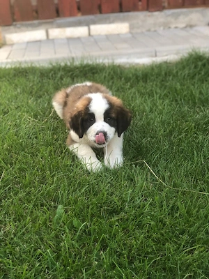 Puiuti Saint Bernard foarte jucăuși și iubitori - imagine 4