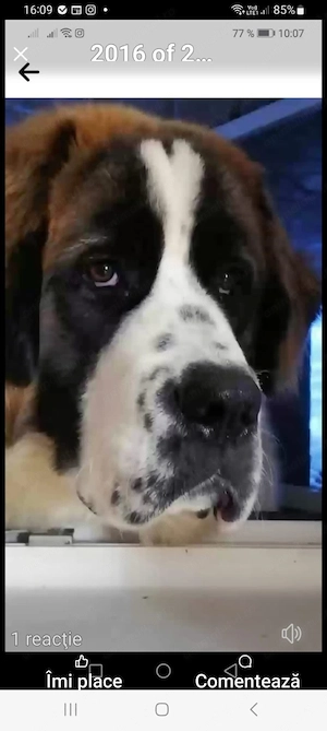 Puiuti Saint Bernard foarte jucăuși și iubitori - imagine 3