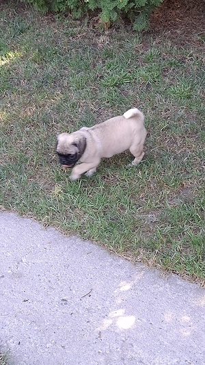 Mops Pug transport in toata Ro - imagine 3