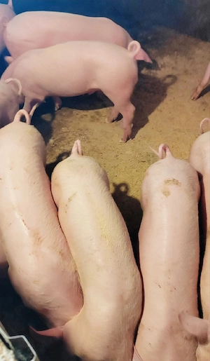 Grăsuni de vânzare 