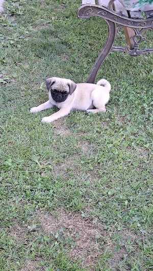 Mops Pug transport in toata Ro - imagine 4