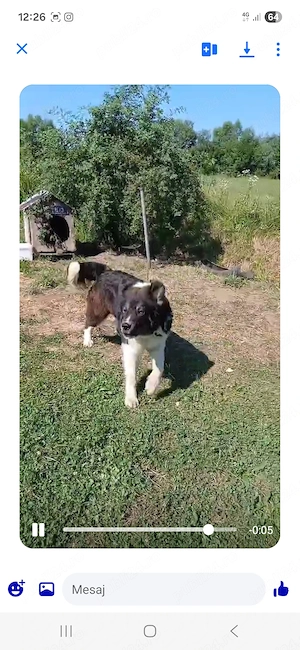 Disponibila Femela de Bucovina  - imagine 3