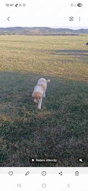 Disponibili 2 catei ciobanesti