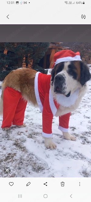 Puiuți Saint Bernard jucăuși și iubitori - imagine 4