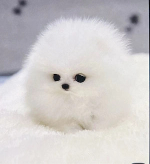 Pomeranian toy - imagine 4