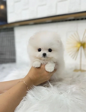 Pomeranian toy - imagine 3
