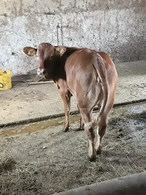 Vând vițel de 5 luni