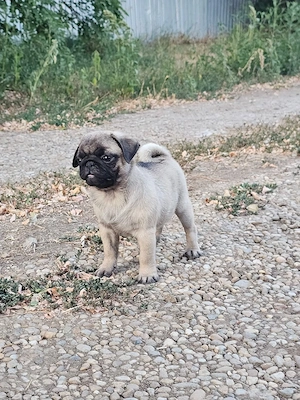 Disponibil Mops pug cu pedigre 