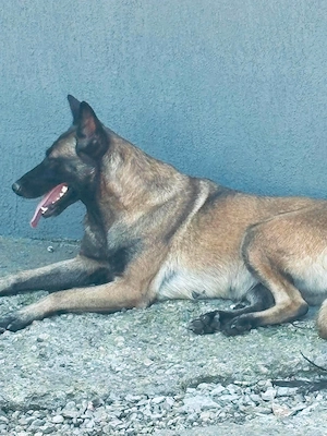 ciobanesc malinois - imagine 4