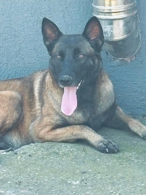 ciobanesc malinois - imagine 2