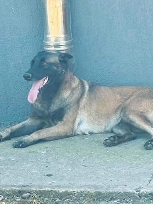 ciobanesc malinois - imagine 5