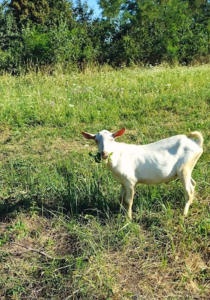 Vând țap saanen