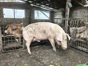 Porci grași de vânzare crescuți natural  - imagine 5