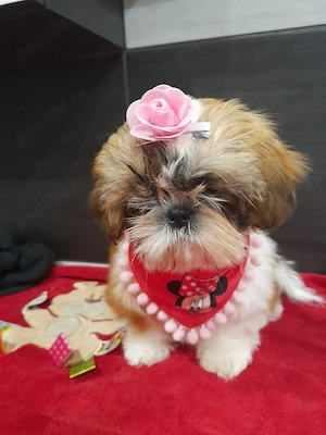 Pui rasa Shih Tzu - canisă autorizată  - imagine 2