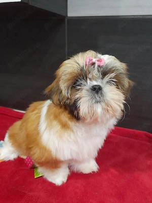 Pui rasa Shih Tzu - canisă autorizată  - imagine 3