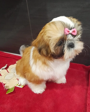 Pui rasa Shih Tzu - canisă autorizată 