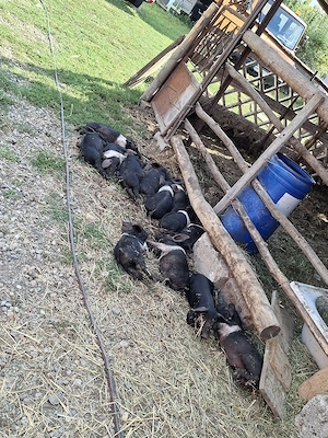 purcei porci