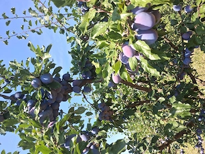 Prune de masă ,gem , copot soiuri timpuri și târzi dulci și zemose.