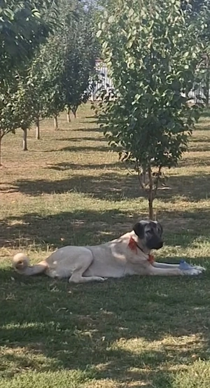 Kangal mascul 5 luni - imagine 5